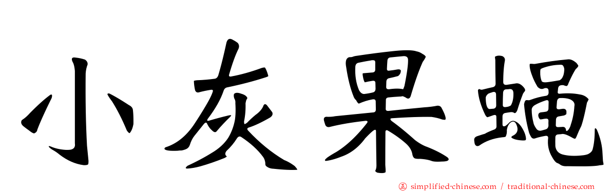 小灰果蝇
