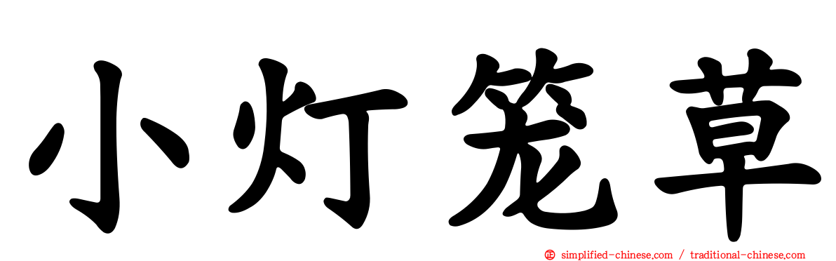 小灯笼草