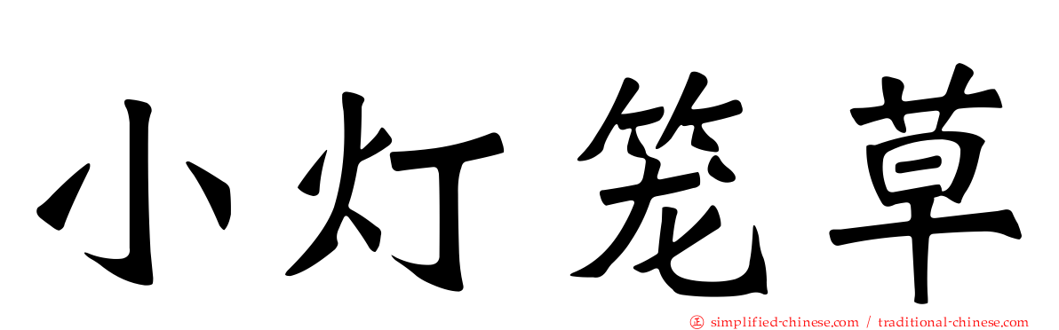 小灯笼草