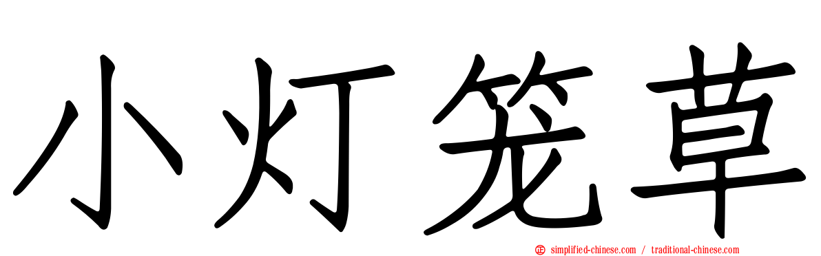 小灯笼草