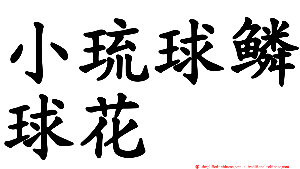 小琉球鳞球花