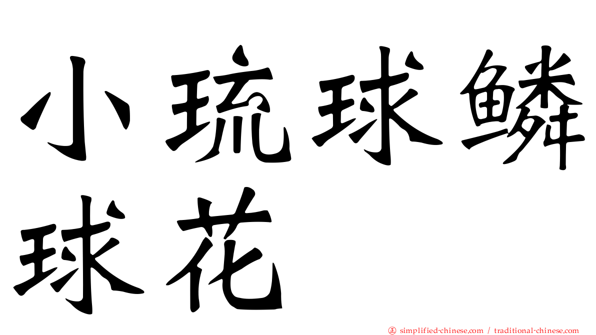 小琉球鳞球花