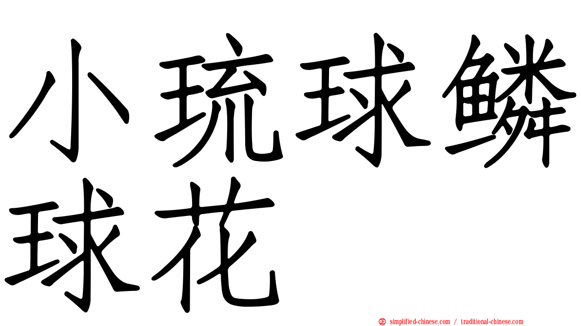 小琉球鳞球花