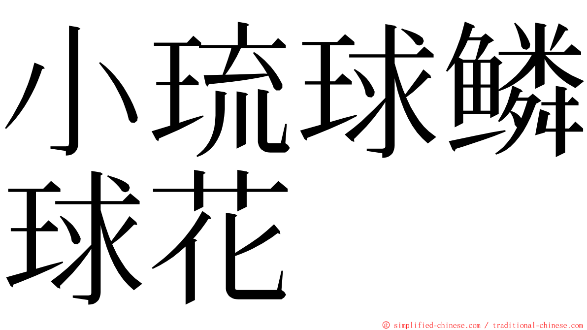 小琉球鳞球花 ming font