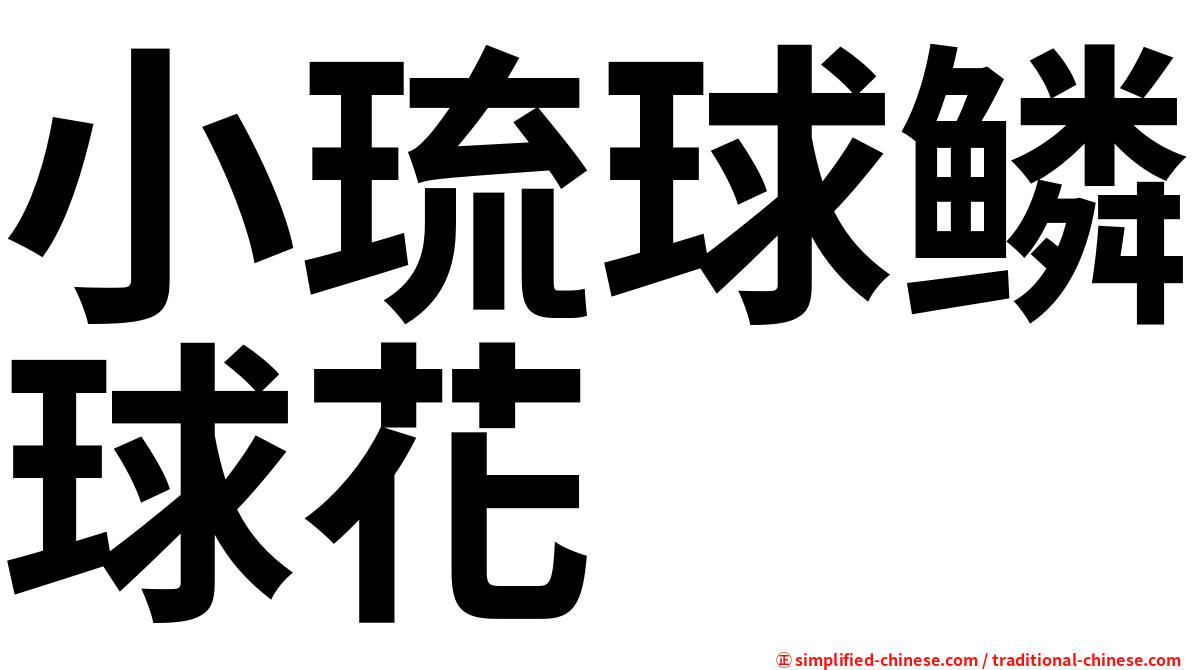 小琉球鳞球花