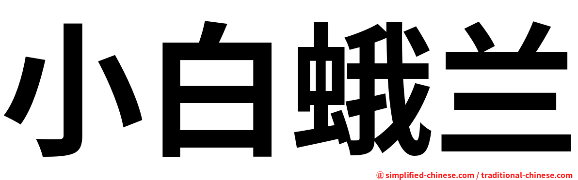 小白蛾兰