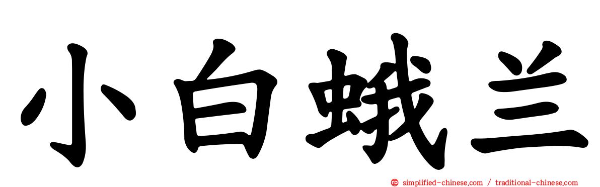 小白蛾兰