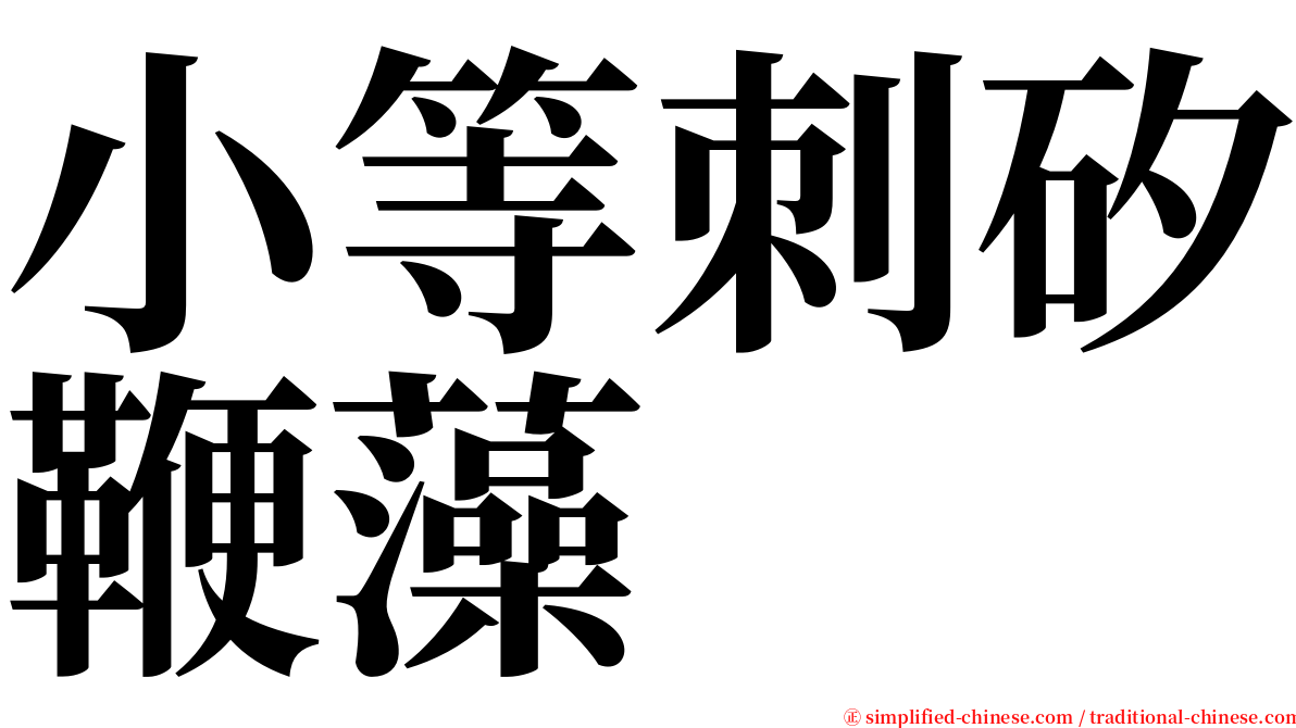 小等刺矽鞭藻 serif font