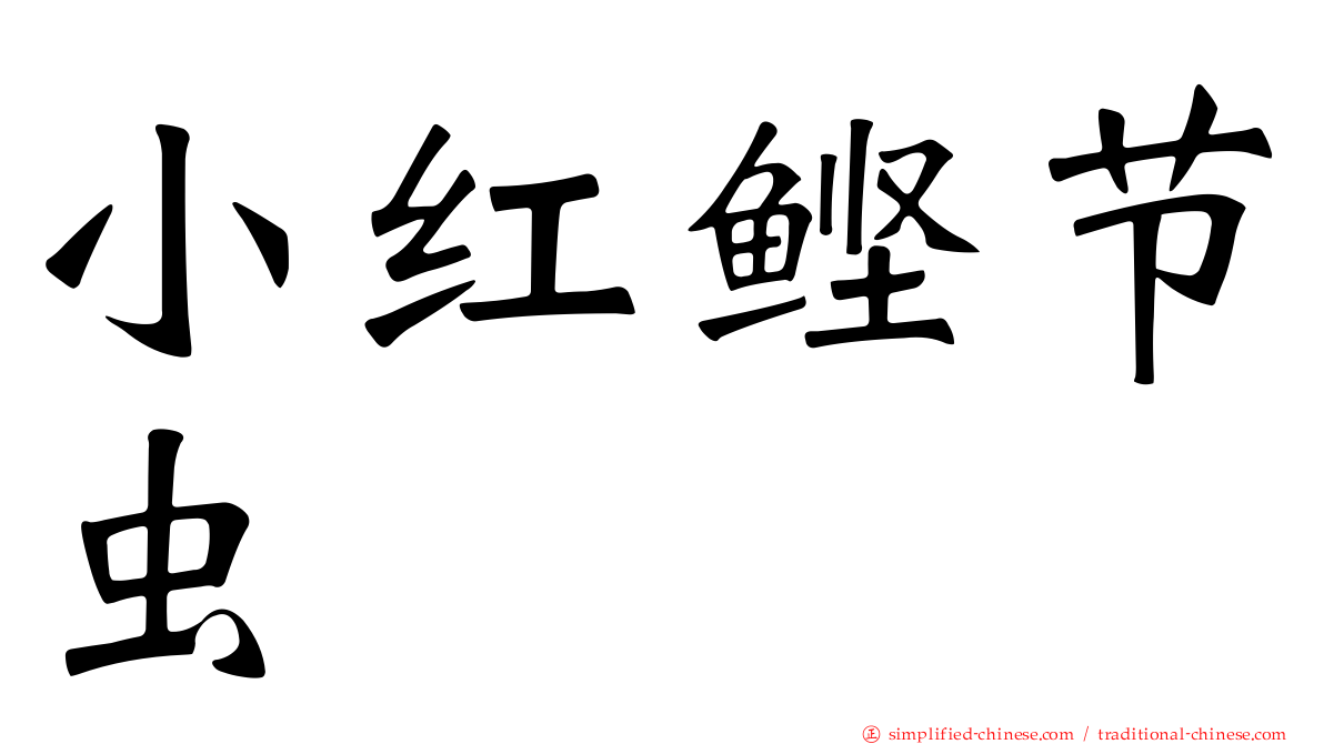 小红鲣节虫