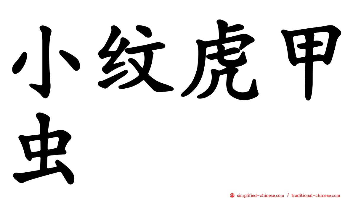 小纹虎甲虫