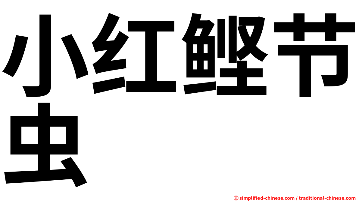 小红鲣节虫