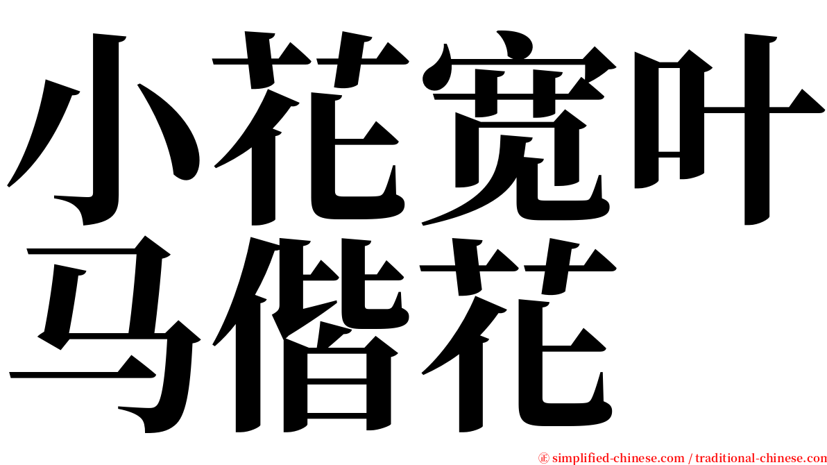 小花宽叶马偕花 serif font
