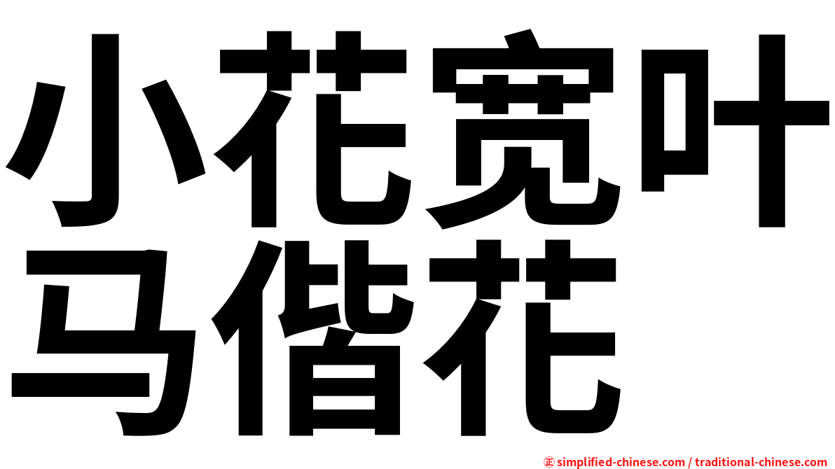 小花宽叶马偕花