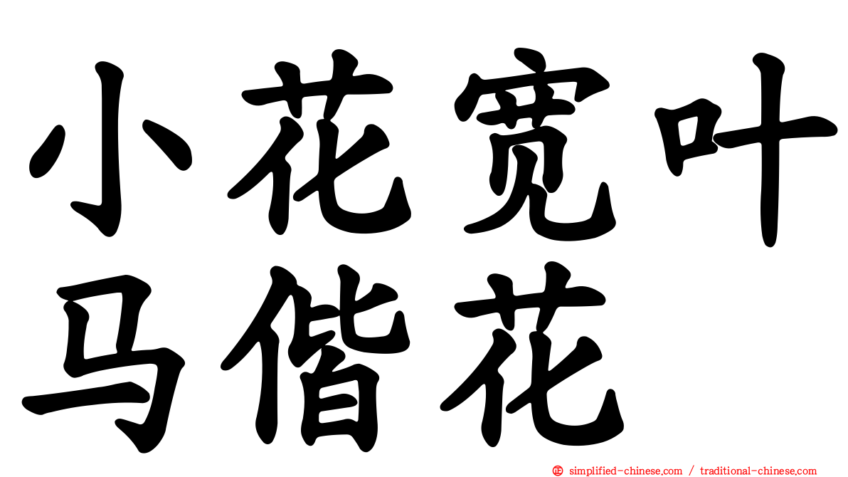 小花宽叶马偕花