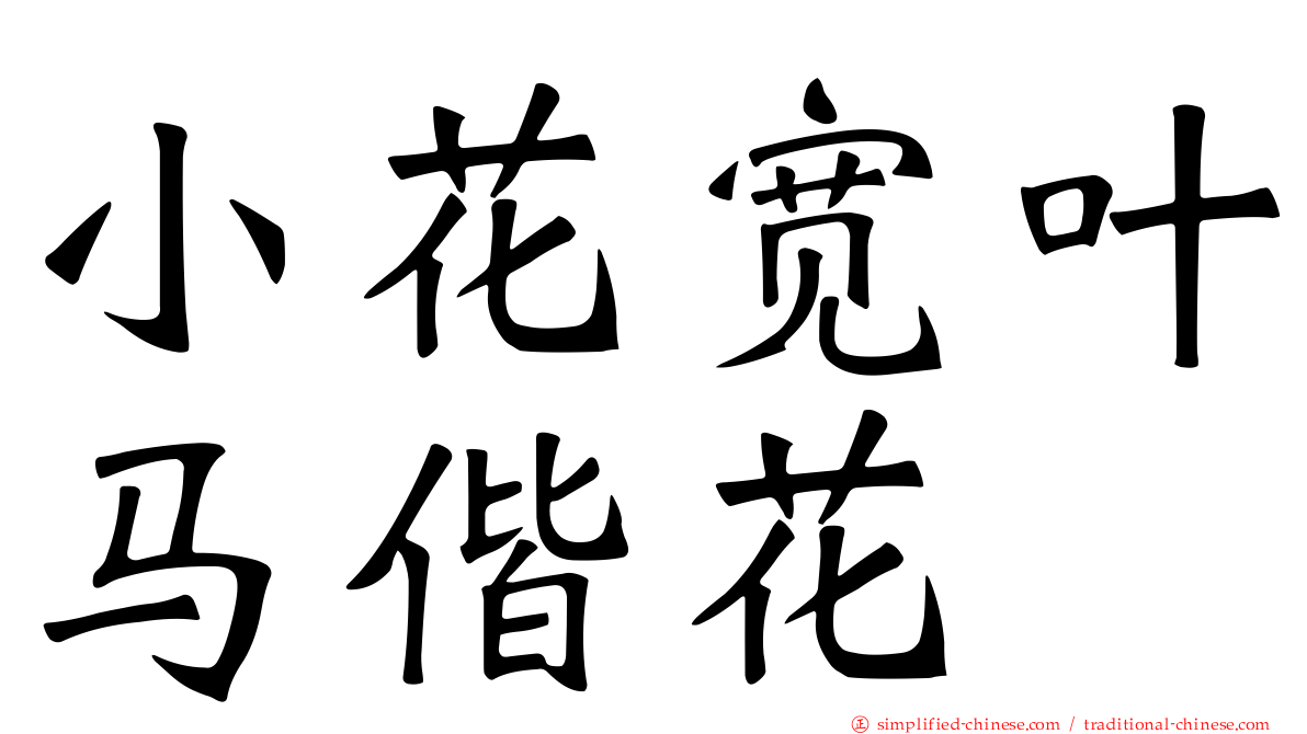小花宽叶马偕花