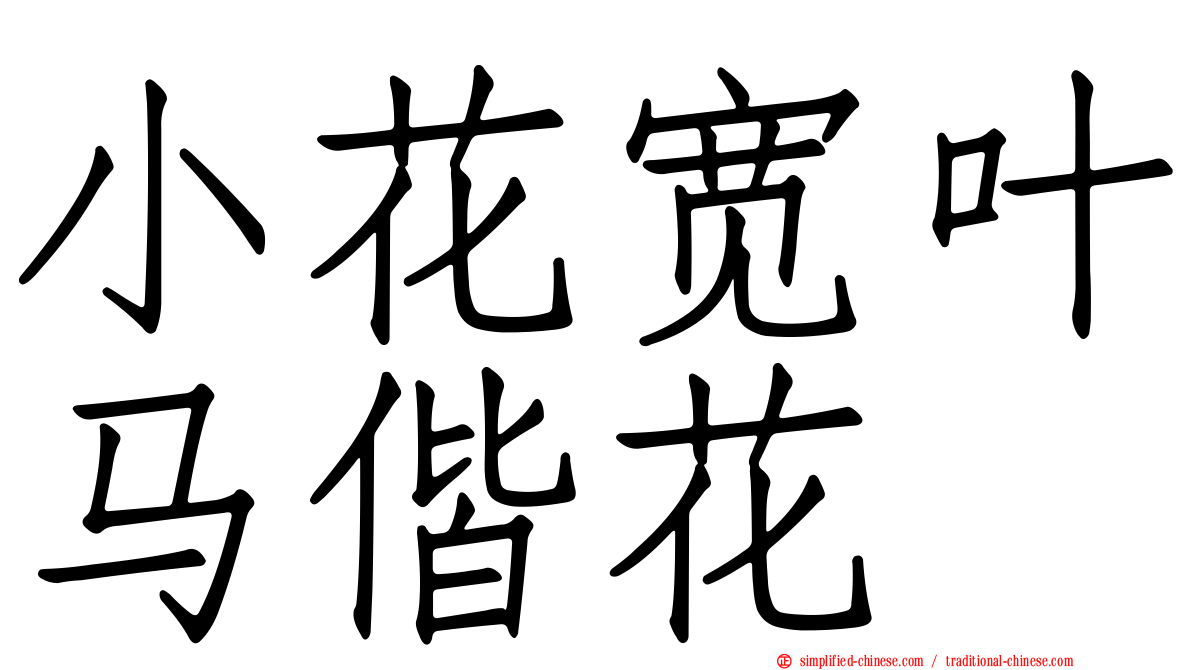 小花宽叶马偕花