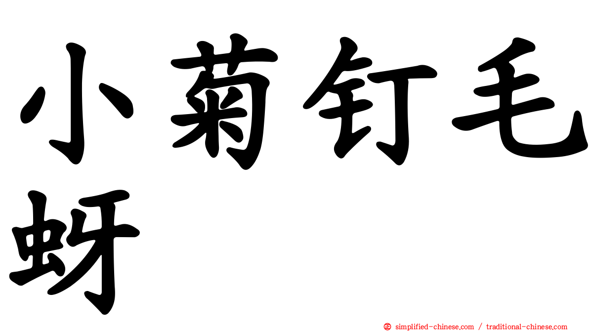 小菊钉毛蚜