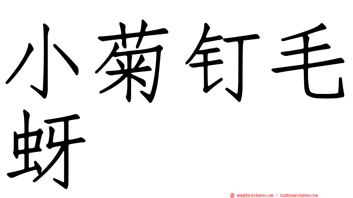 小菊钉毛蚜