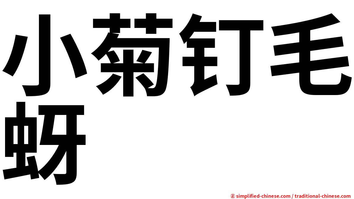 小菊钉毛蚜