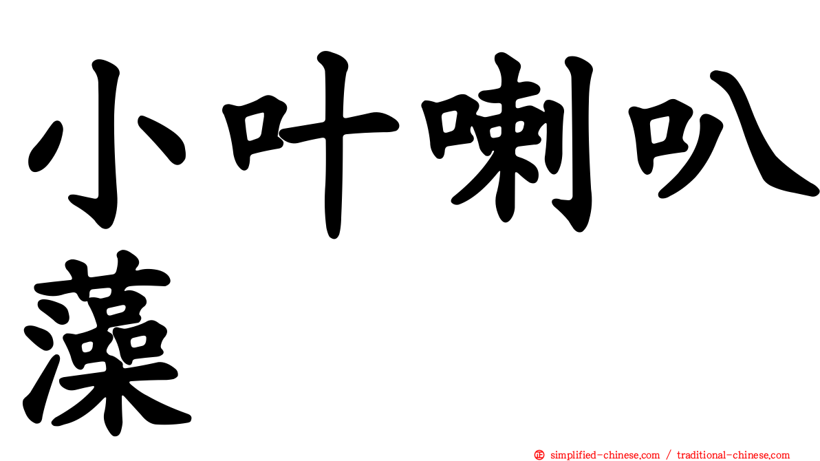 小叶喇叭藻