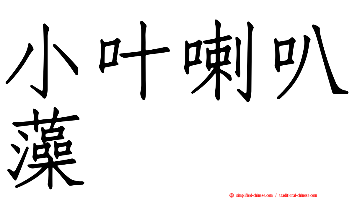 小叶喇叭藻