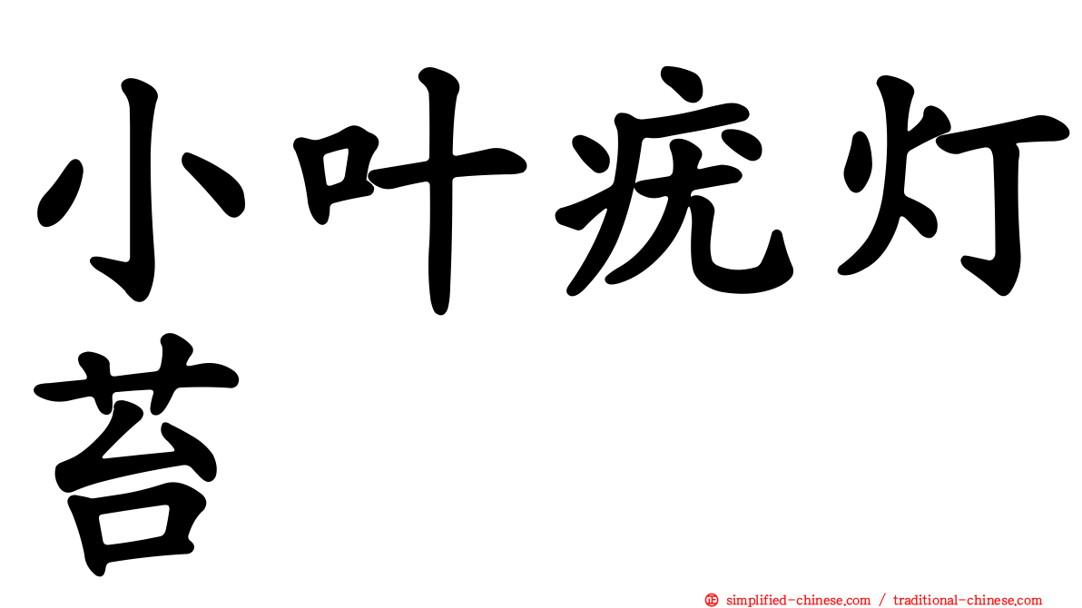 小叶疣灯苔