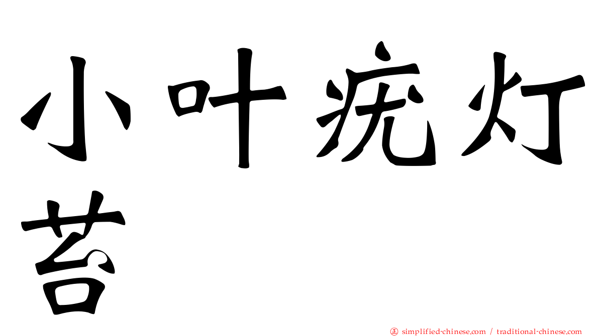 小叶疣灯苔