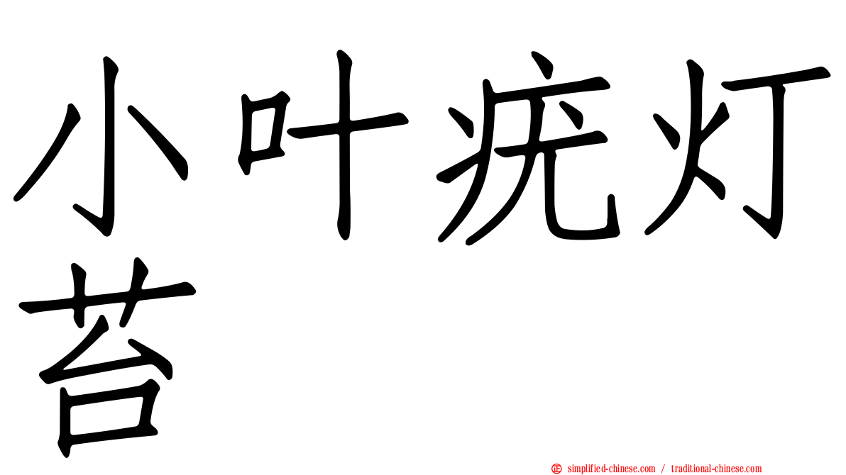 小叶疣灯苔