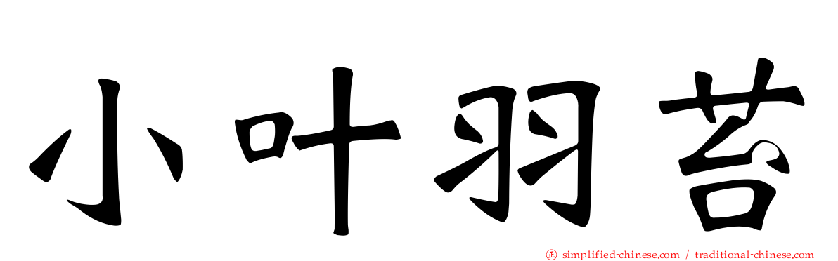 小叶羽苔