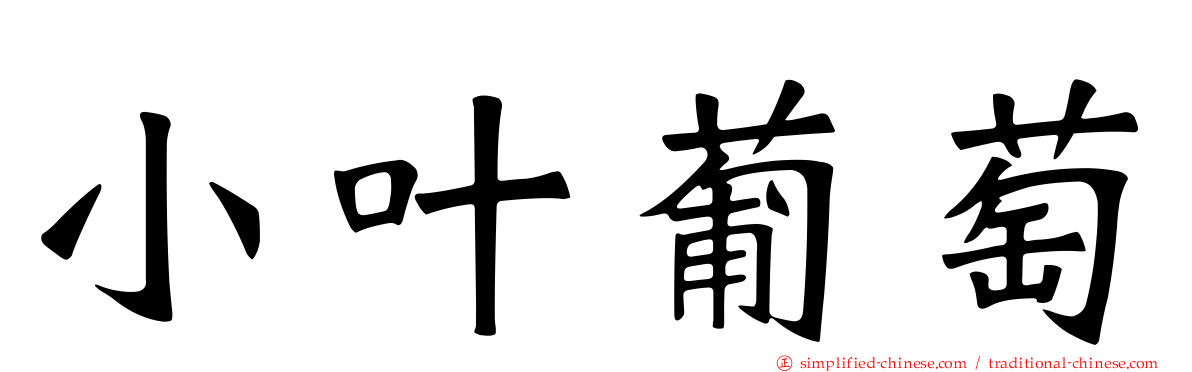小叶葡萄