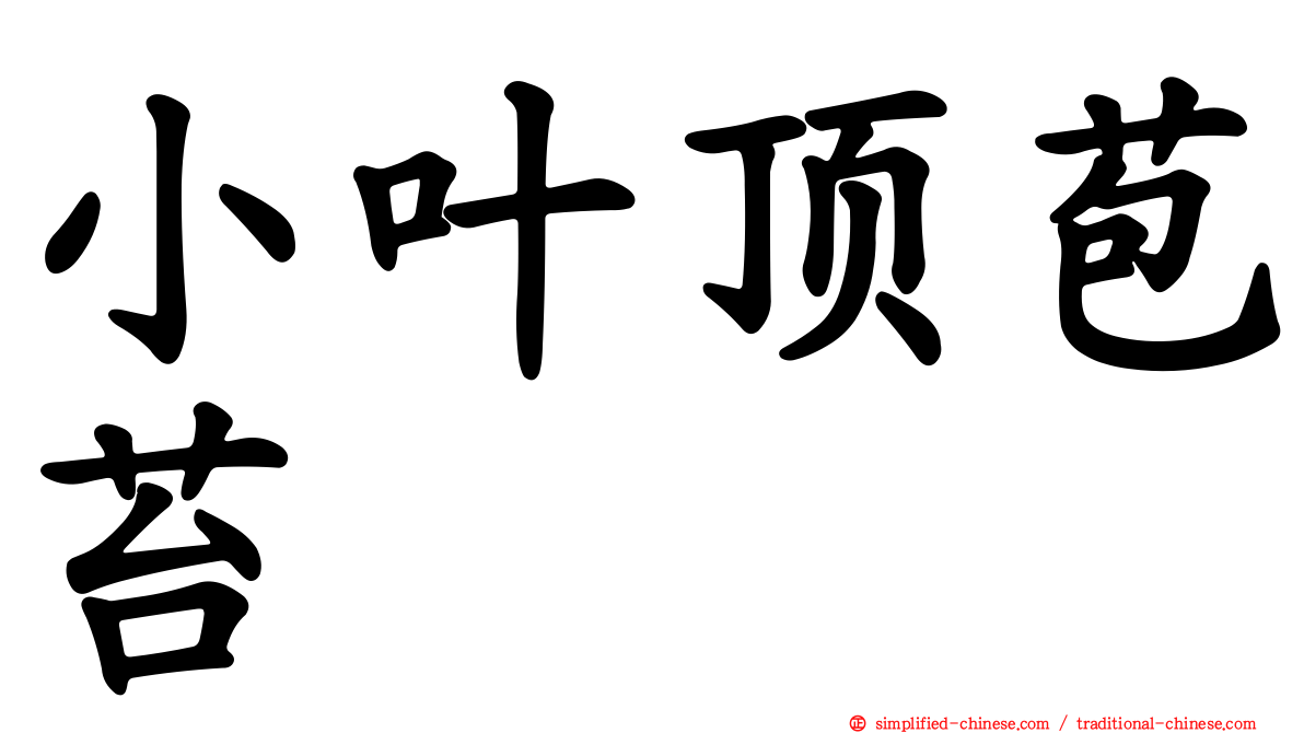 小叶顶苞苔