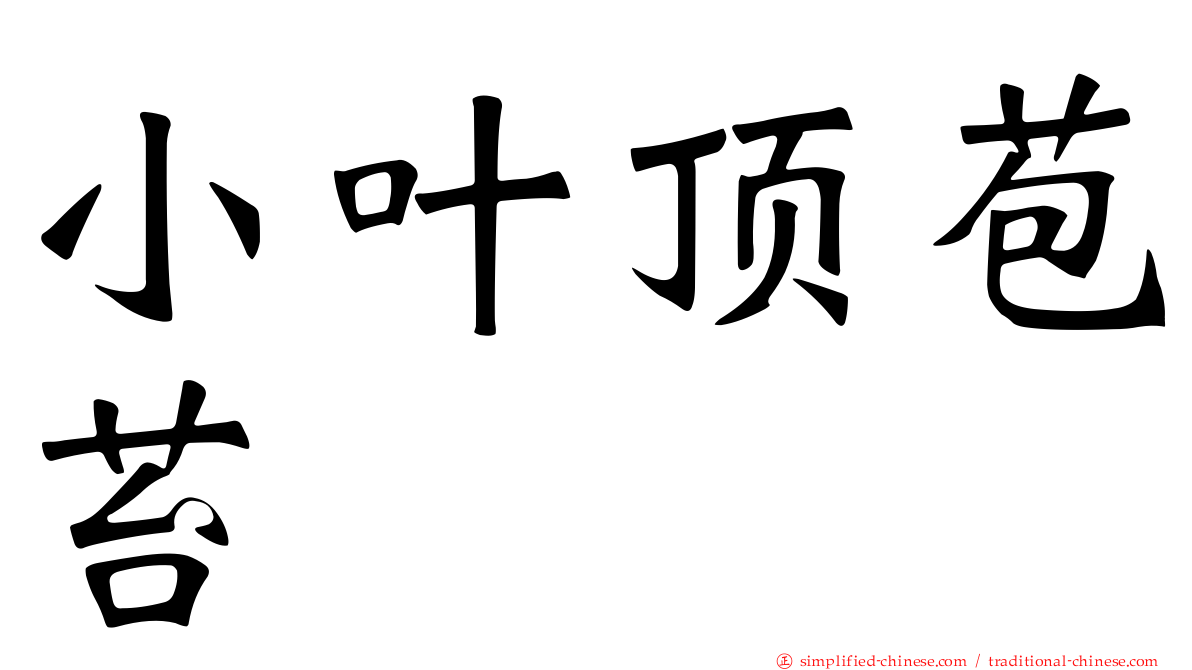 小叶顶苞苔