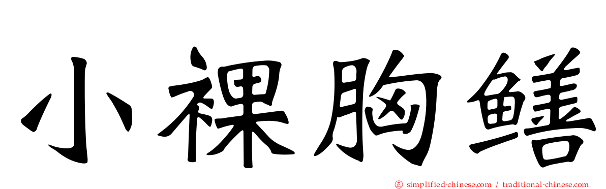 小裸胸鳝