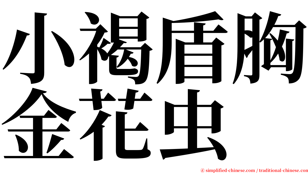 小褐盾胸金花虫 serif font