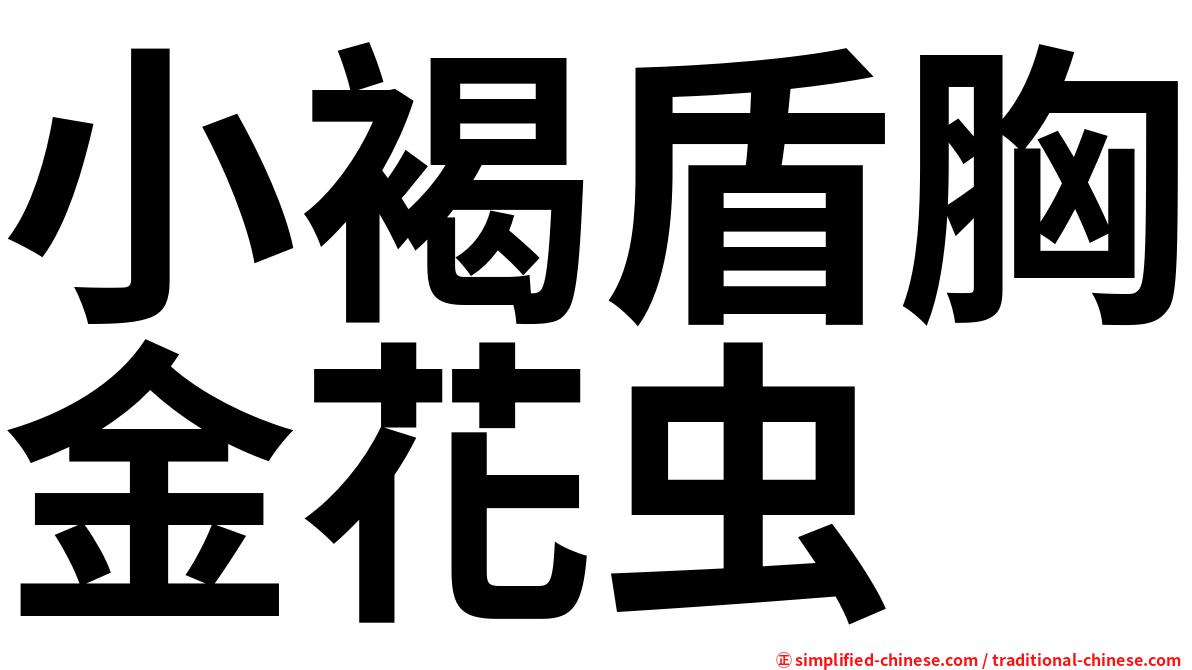 小褐盾胸金花虫