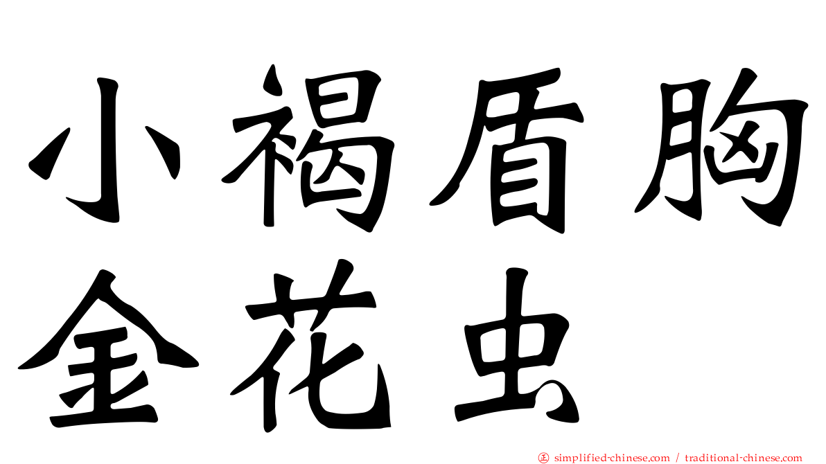 小褐盾胸金花虫