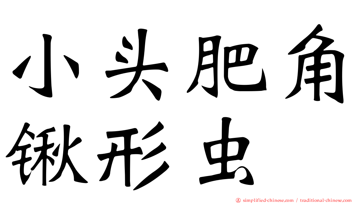 小头肥角锹形虫