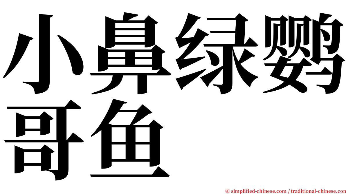 小鼻绿鹦哥鱼 serif font
