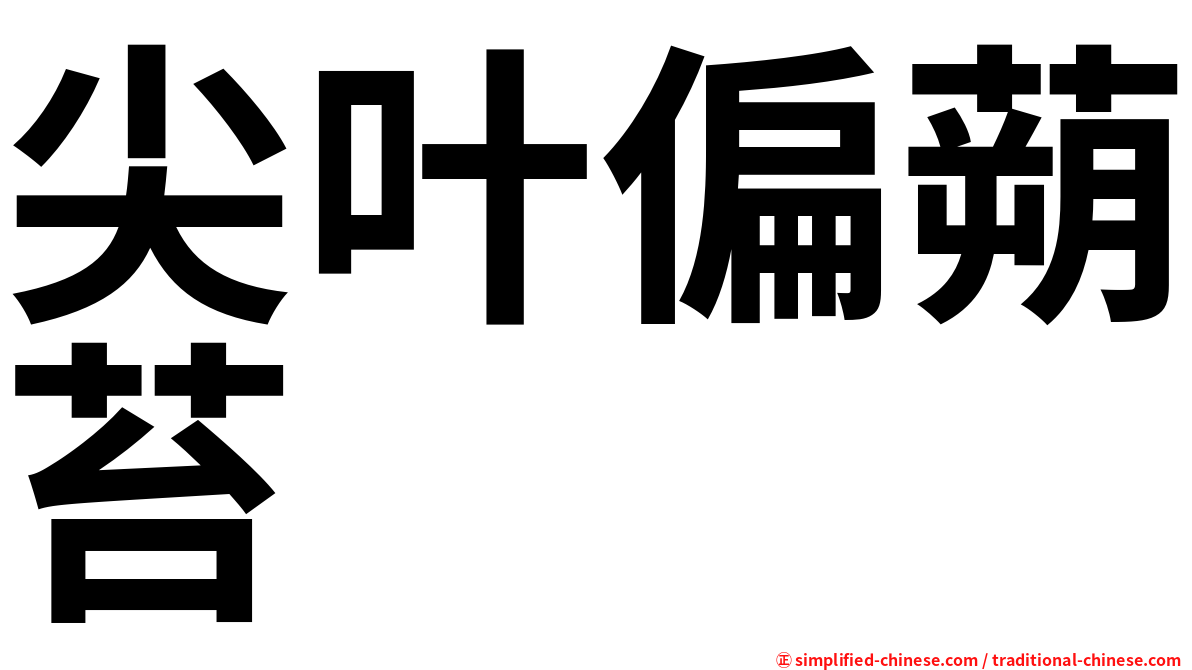 尖叶偏蒴苔