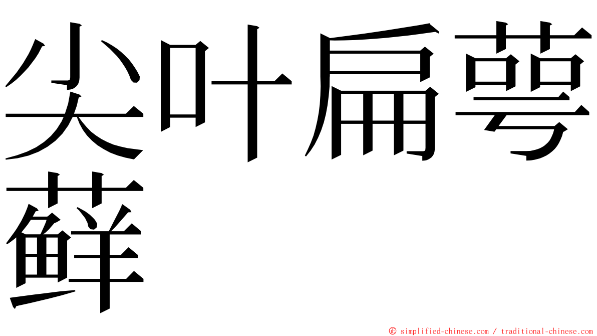 尖叶扁萼藓 ming font