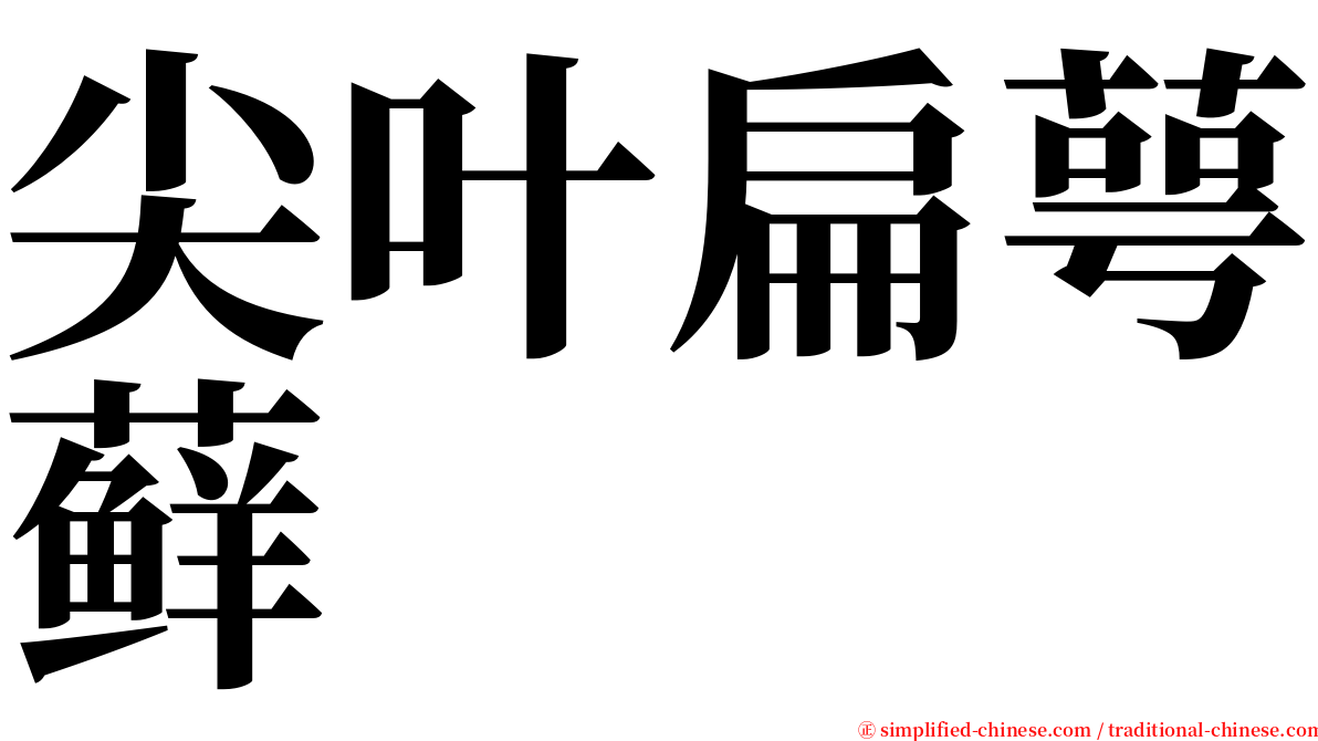 尖叶扁萼藓 serif font