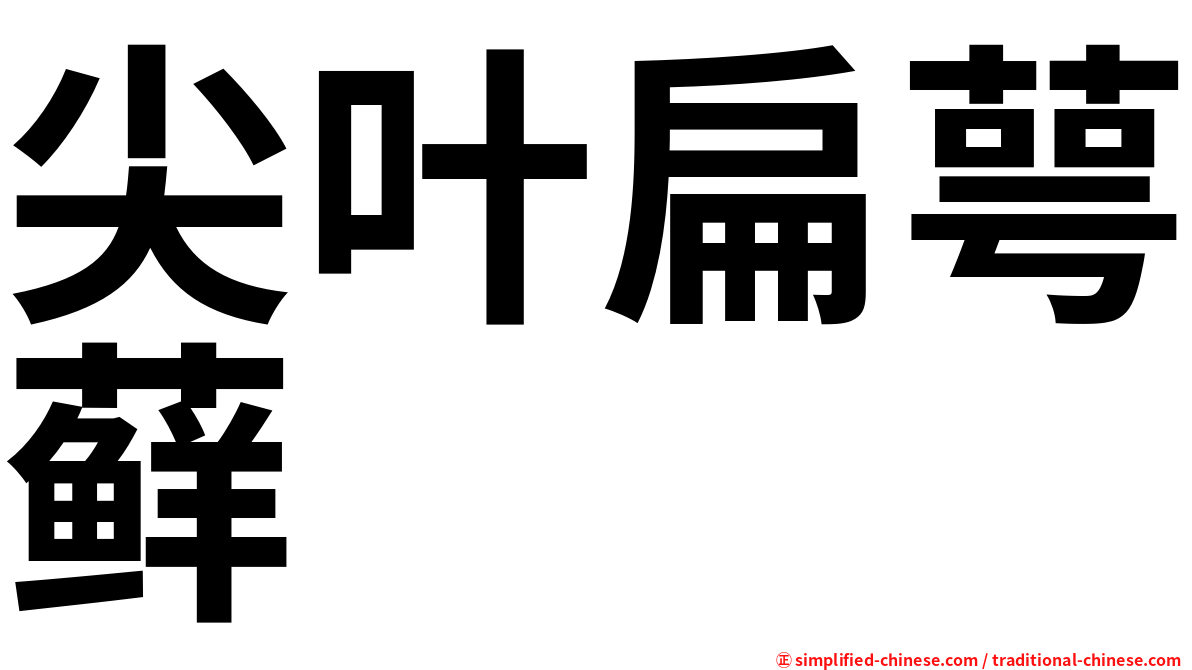 尖叶扁萼藓