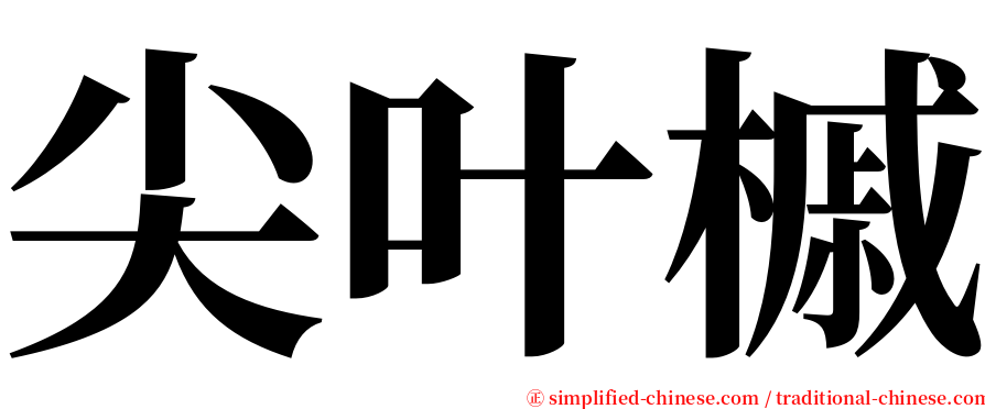 尖叶槭 serif font