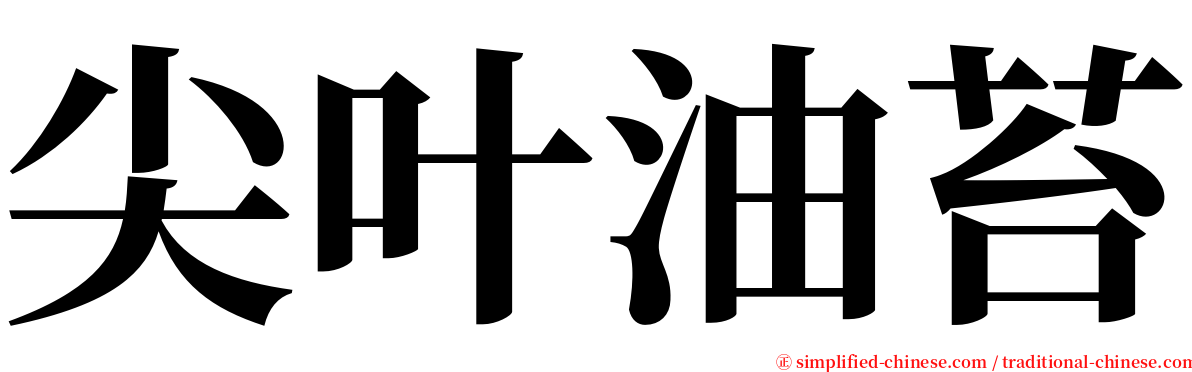 尖叶油苔 serif font