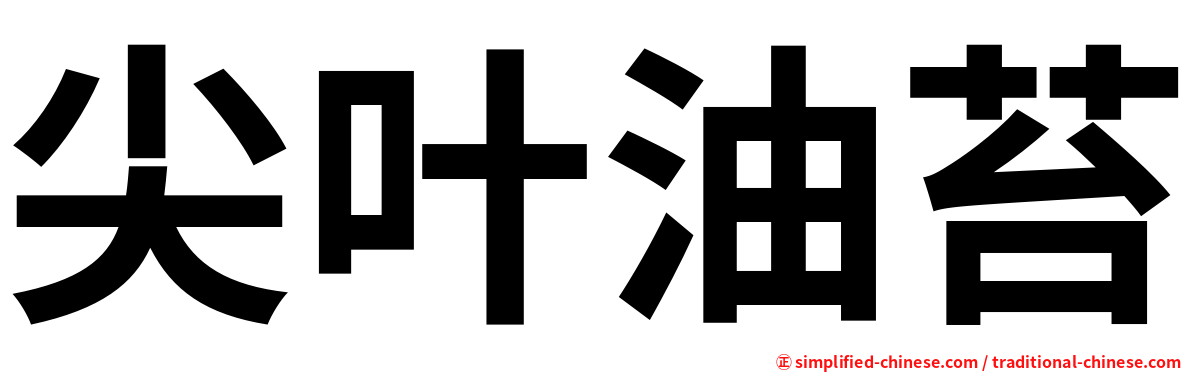 尖叶油苔