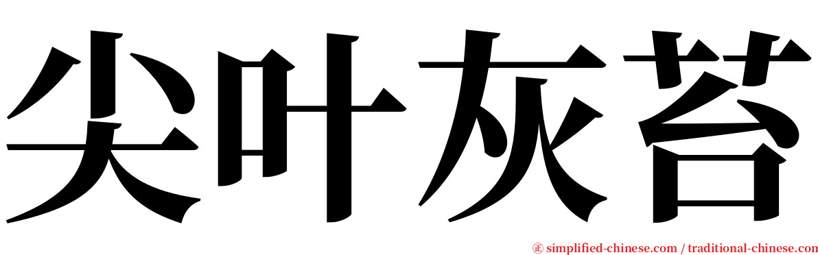 尖叶灰苔 serif font