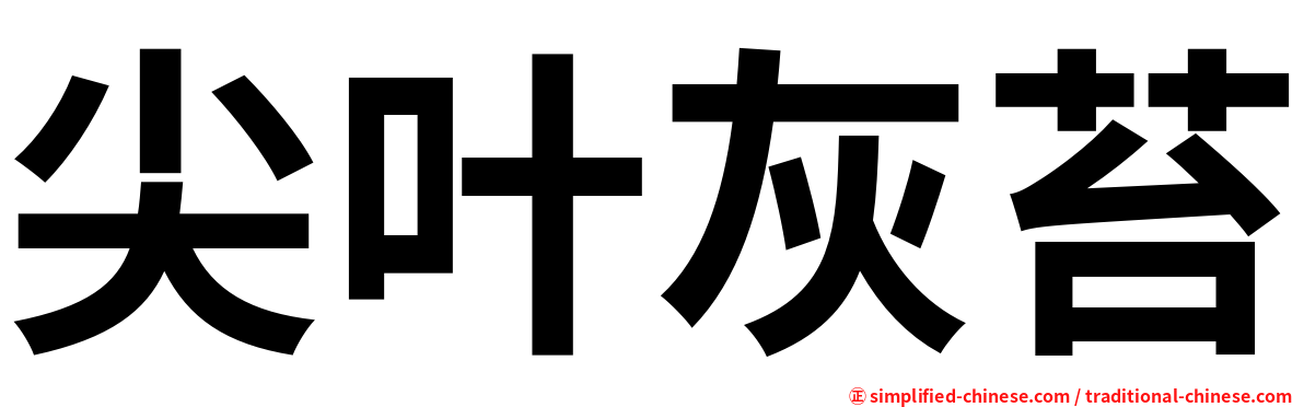 尖叶灰苔