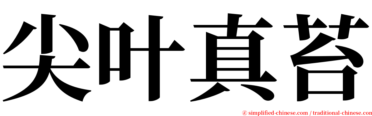 尖叶真苔 serif font