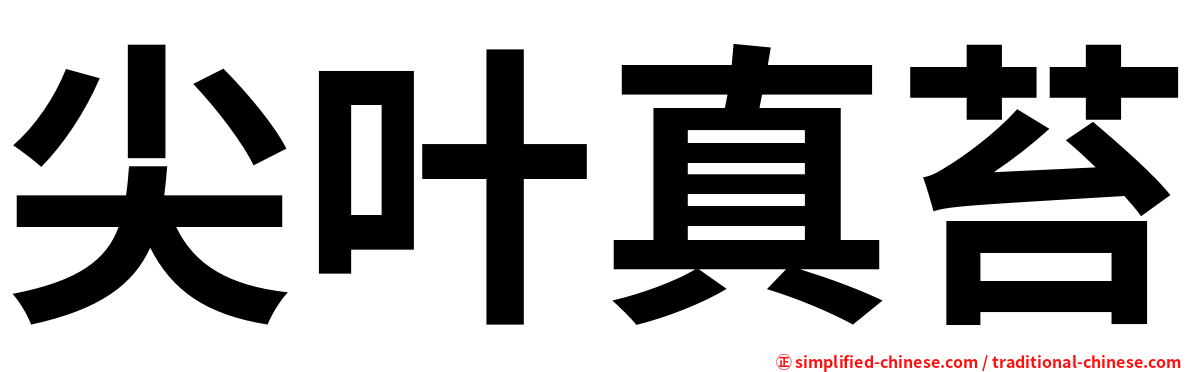 尖叶真苔