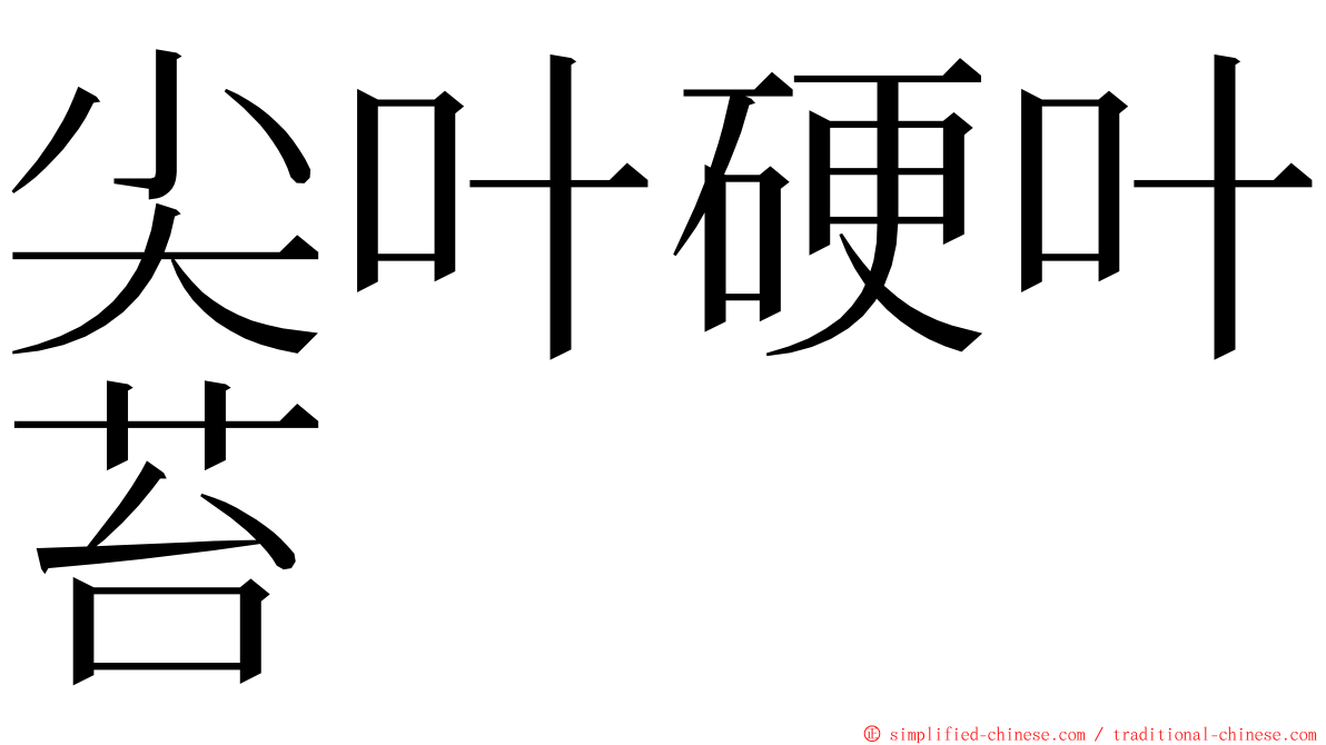 尖叶硬叶苔 ming font
